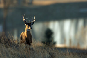 SAMUEL: Some bucks rut hard, some don’t
